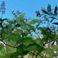 数珠珊瑚(ジュズサンゴ),オリーブ,スマホ撮影,観葉植物,緑が好きの画像