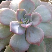 ミッシングユー,エケベリア,多肉植物,エケベリア属,観賞用の画像