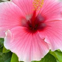 ハイビスカス,おうち園芸,花ブローチ倶楽部,花のある暮らし,小さな庭の画像