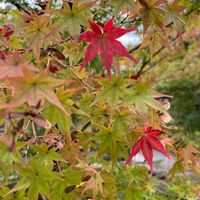 紅葉,モミジ,もみじ,粟生光明寺,紅葉（こうよう）の画像