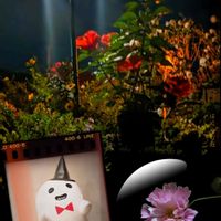 八重咲きコスモス,ハイビスカス,開花,見切りっ子,ダークハロウィンの画像