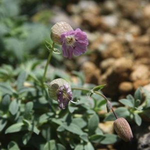ハマベマンテマ,開花,山野草,花壇,公園の画像