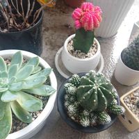 サボテン,エケベリア,多肉植物,バルコニー/ベランダの画像
