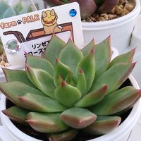 リンゼアナ×ローズガーネット,エケベリア,多肉植物,植物のある暮らし,たにくの画像
