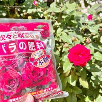 コリーヌルージュ,バラ マイローズ,バラ、薔薇、ばら,バラ,薔薇の画像
