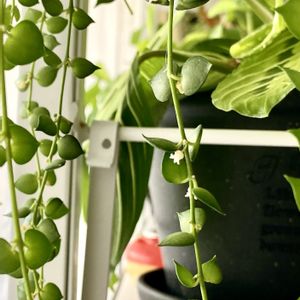 ディスキディア ミリオンハート,観葉植物,植物のある暮らし,花が咲いた,ディスキディア属の画像
