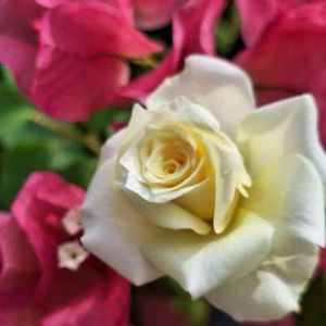 ミニ薔薇♡,開花,復活の画像