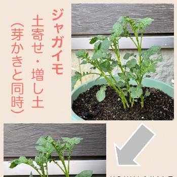 サラダビーツ,カインズ,イタリア野菜モニターの画像