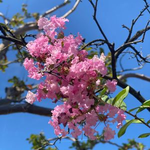 サルスベリ,開花,緑が好き,ピンクの花,庭木の画像