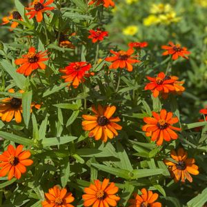ジニア,開花,犬とお散歩,オレンジ色の花,オレンジ色の植物フォトコンテストの画像