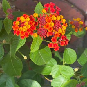 ランタナ,開花,犬とお散歩,緑が好き,オレンジ色の花の画像