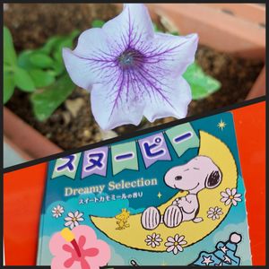 ペチュニア,挿し木から,キュンキュン乙女倶楽部,毎日♥Thank you♥,おうち園芸の画像