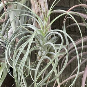 チランジア エクセルタ,エアプランツ,観葉植物,ブロメリア,ガーデニングの画像