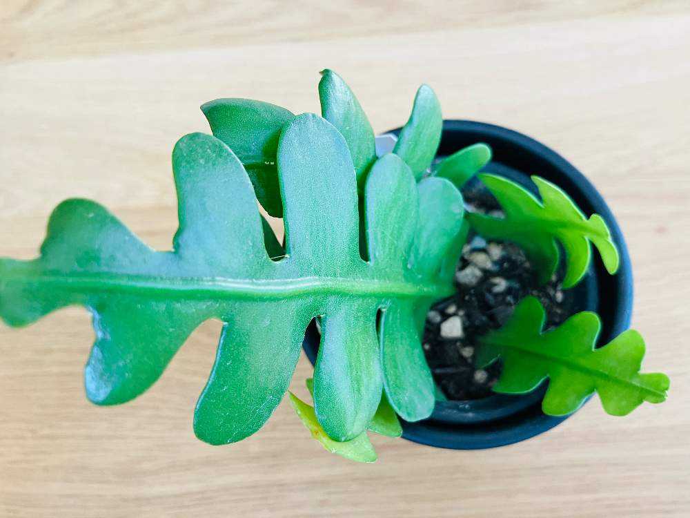 【専用】リプサリス✳︎さま 2023.9 NEW FACE①🌵✨｜🍀GreenSnap（グリーンスナップ）