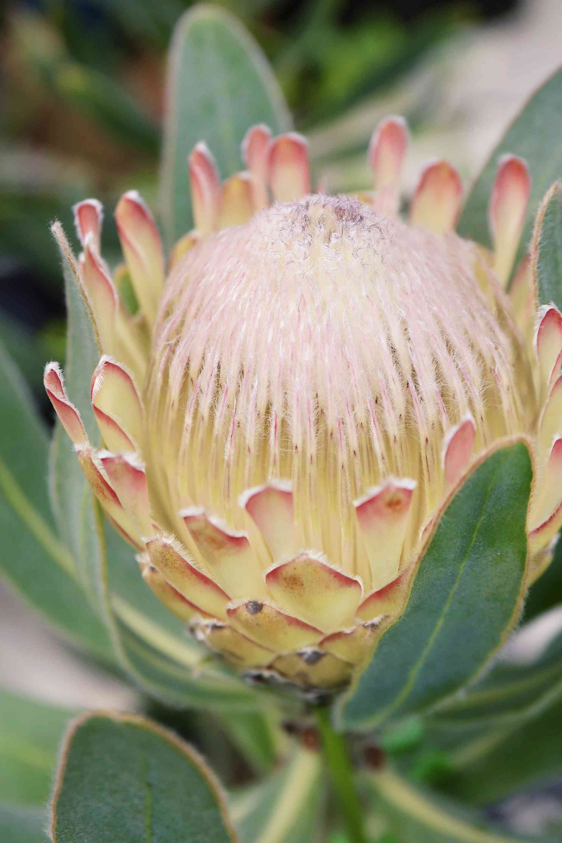 プロテア スサラ　1 プロテア スサラの一覧｜🍀GreenSnap（グリーンスナップ）