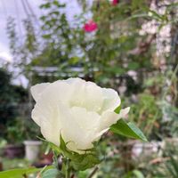 ワタ,かわいい,白い花,楽しみ〜,小さな幸せ♡の画像