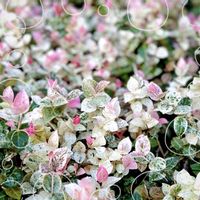 ハツユキカズラ,癒し,月曜日を爽やかに,秋のお散歩,心和むひと時を…の画像