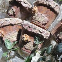 癒し,アンティークカラー,心ほっこり,植中毒,バラと夢CLUBの画像