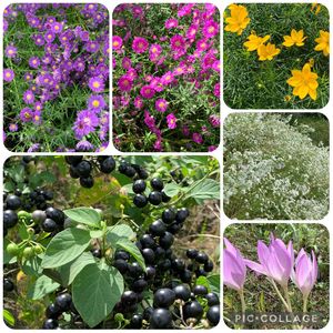 山形,開花,植中毒,多年草,花畑の画像