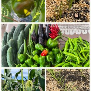 ホウレンソウ,タマネギ,トウモロコシ,今日の収穫　夏野菜,スーパーからのパプリカの画像