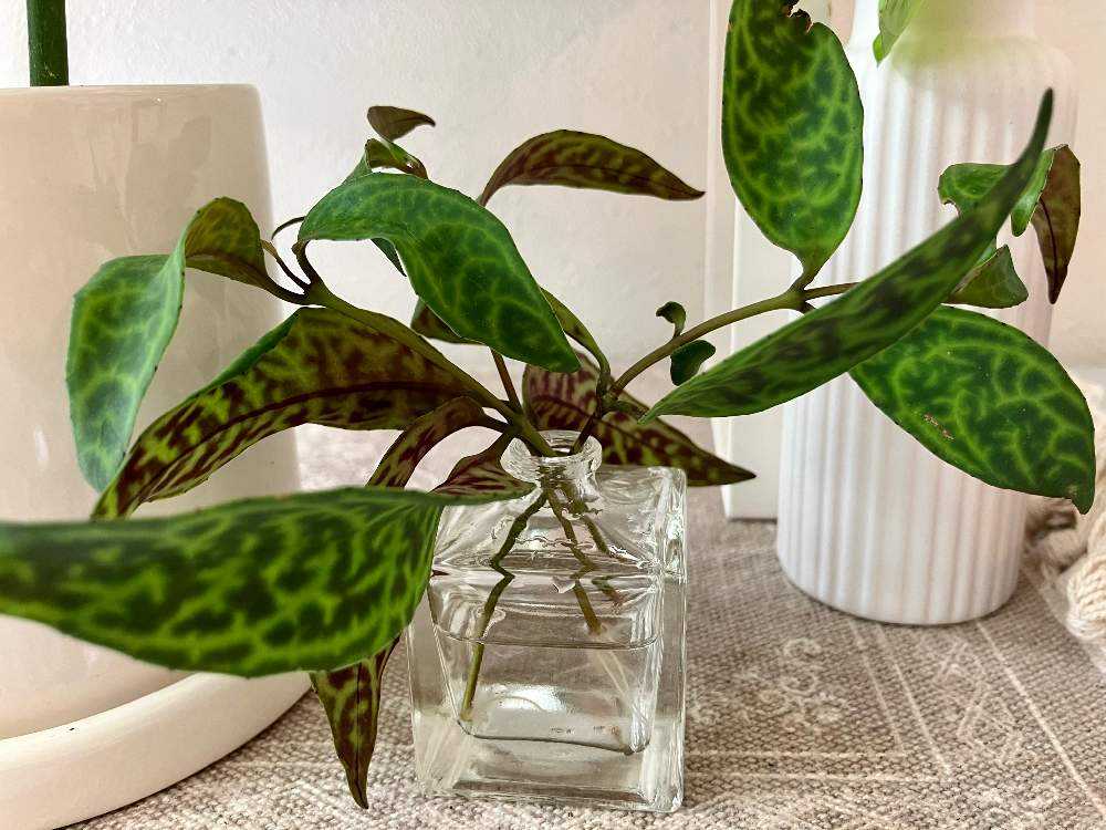 2023.9 NEW FACE①🌵✨｜🍀GreenSnap（グリーンスナップ）