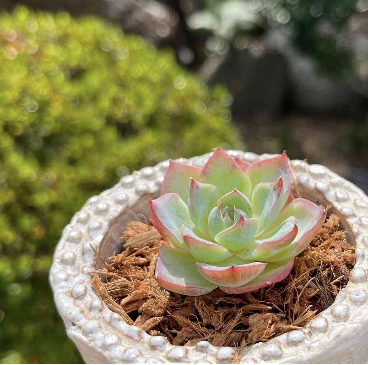 多肉植物 ピンククリスタルローズ - その他