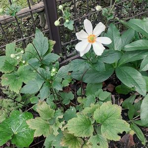 シュウメイギク（秋明菊）,地味好き,開花中,秋の花,小さな庭の画像