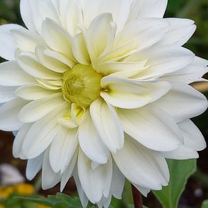 ダリア,開花,種から,白い花,我が家の画像