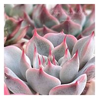 多肉植物,癒し,緑のある暮らし,バラと夢CLUB,花のある暮らしの画像