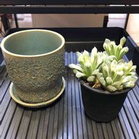 ハオルチア アイススプライト,多肉植物,観葉植物,オブツーサ。,ハオルチア属の画像