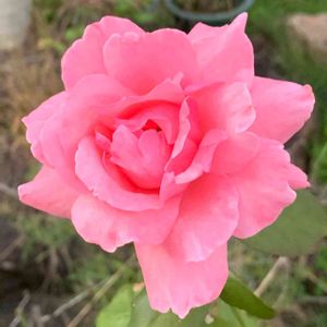 クイーンエリザベス,薔薇愛同盟,ピンクの花,薔薇のある暮らし♡,おうち園芸の画像