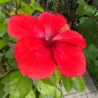 ハイビスカス,大きな花,ありがとう♡,やった〜♡,嬉しいの画像