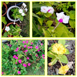 オシロイバナ,開花,オシロイバナ愛好家友の会,小さな庭の画像