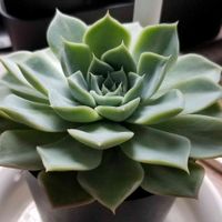 アリー,エケベリア,多肉植物,おうち園芸,せいちょうきろくの画像