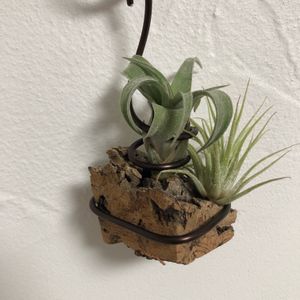 ストレプトフィラ,着生植物,エアプランツ　イオナンタ,観葉植物,針金の画像