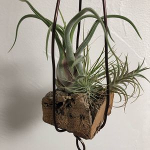 カプトメデューサエ,着生植物,チランジア カプトメデューサエ,エアプランツ　イオナンタ,観葉植物の画像