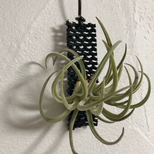 グラブリオール？,観葉植物,100均エアープランツ,100均 チランジア,品種不明の画像