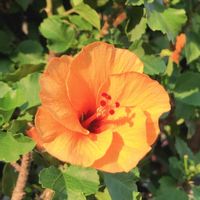 ハイビスカス,オレンジ色の植物フォトコンテスト,花のある暮らし,バルコニー/ベランダの画像