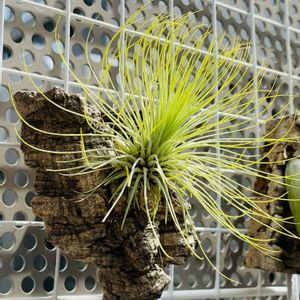Tillandsia andreana,極小ベランダ,エアブロメリア,ブロメリア科,チランジア属の画像