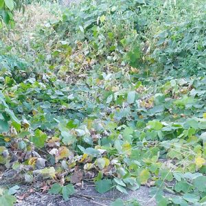 多肉植物,庭木・花木,除草剤,家庭菜園,おうち園芸の画像