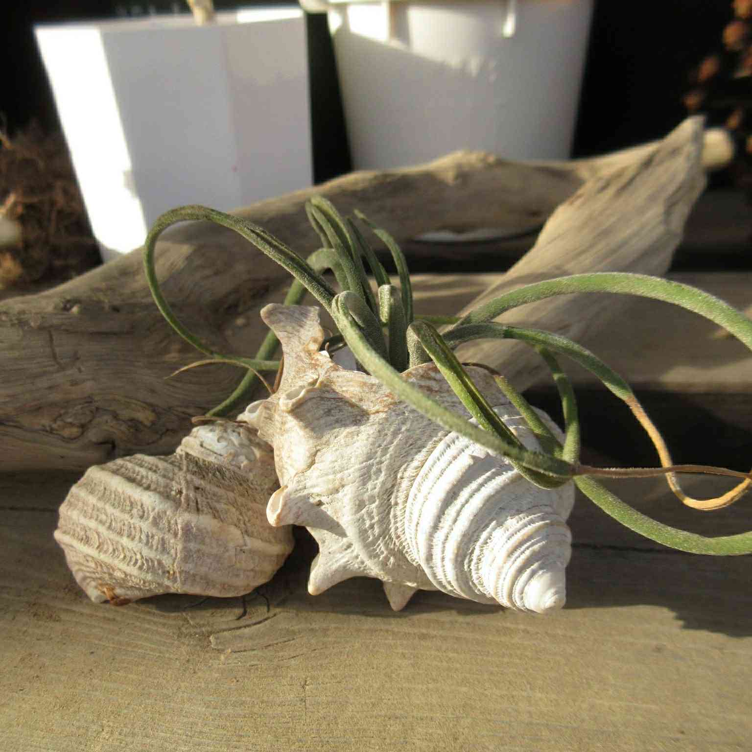 海で拾ってきた貝殻を綺麗にしてみる｜🍀GreenSnap（グリーンスナップ）