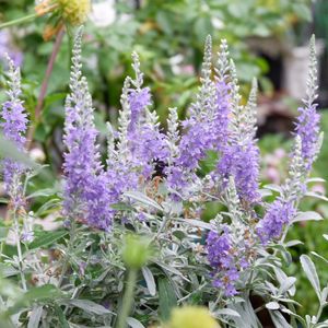 トウテイラン,開花,返り咲き,今庭の花,いつも庭にいたいの画像