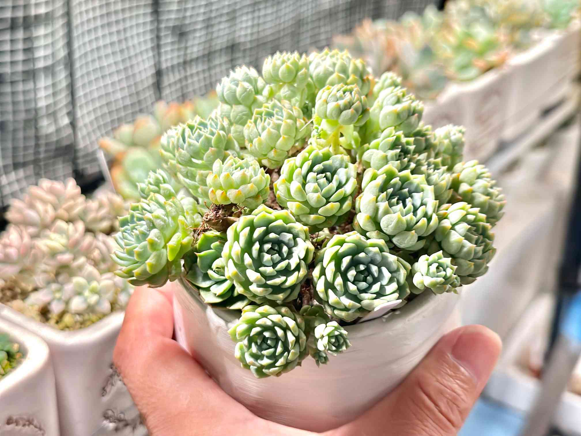 多肉植物　グロブローサ✖️ブルーミニマ 多肉植物 グロブローサxブルーミニマ 大群生 8頭以上 るる農園 : るる