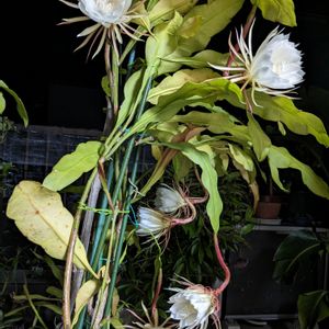 お花パワー✨,イキイキ 元気,月下美人の蕾,元気❗❗,花だいすきの画像