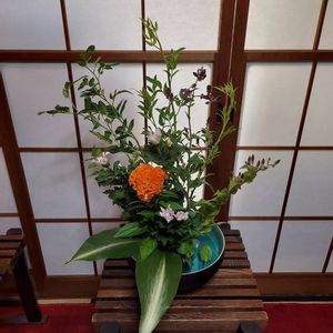 ケイトウ,ソケイ,ハラン,キク,ホトトギスの画像