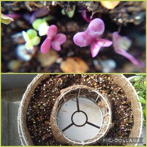 葉牡丹リース,ベランダガーデニング,ミニ葉牡丹育て隊,双葉,テラスの画像