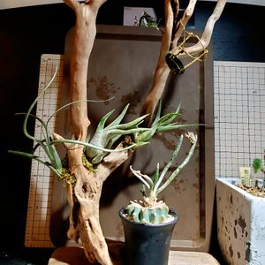 チランジア ベイレイ,チランジア カプトメデューサ,アストロフィツム・カプトメデューサ,エアープランツ/チランジア,南米原産の画像