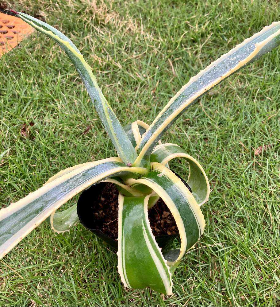 2023.9 NEW FACE①🌵✨｜🍀GreenSnap（グリーンスナップ）