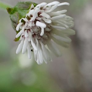 ヌマダイコン,山野草,キク科,雑草の画像