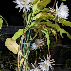 満開に,育てる楽しみ,イキイキ 元気,長寿です,元気❗❗の画像